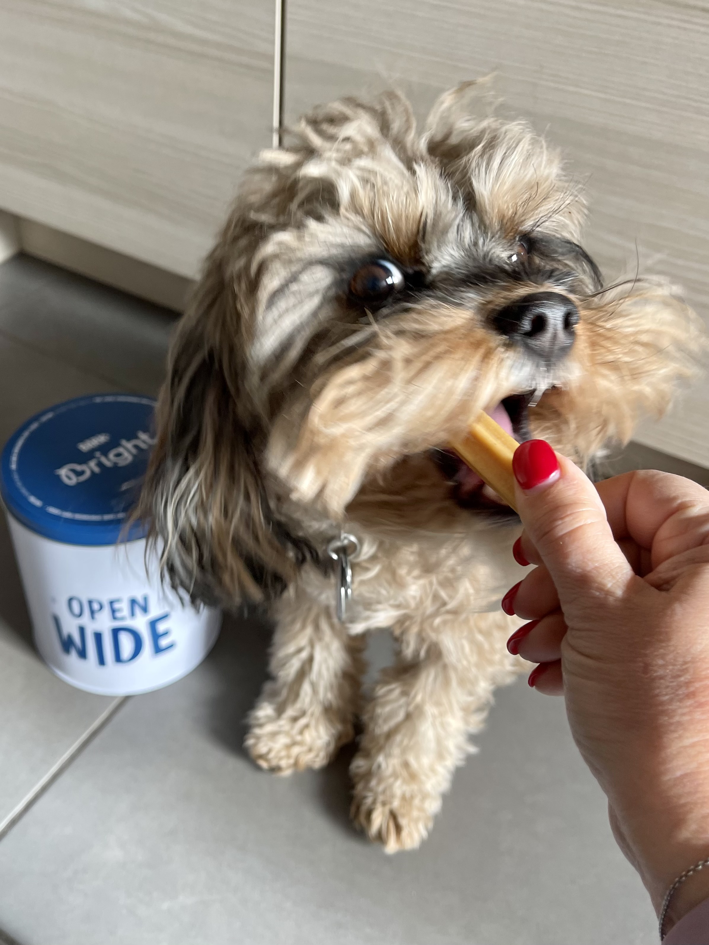 Unbiased review of Bark Bright, the daily dual toothpaste and dental stick system to keep dogs’ funky breath and plaque buildup under control | www.grownupdish.com