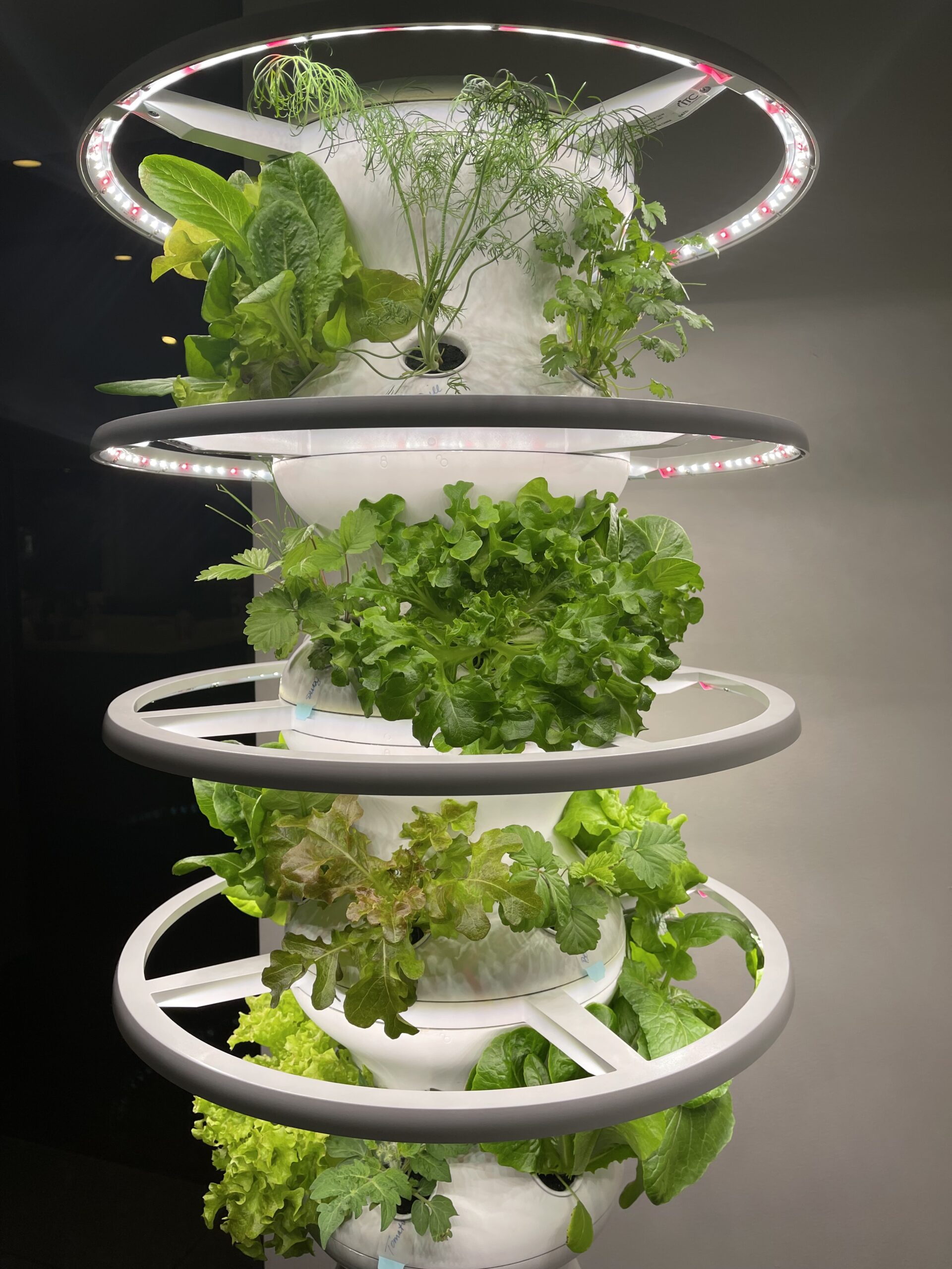 Tried It Lettuce Grow Farmstand Review & Discount • GrownUp Dish